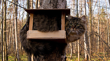 Funny, Animals, Cat, Fluffy, Situation, Birdhouse HD wallpaper