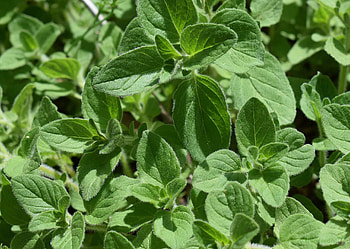 Planting oregano, Health benefits, Culinary herb, Wonders of nature HD wallpaper
