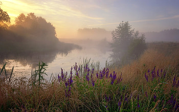 Morning on the River, mist, river, Ukraine, morning, meadow HD wallpaper