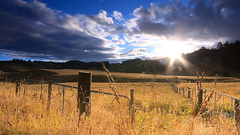beautiful field of gold in the sun, clouds, fields, sunlight, fence HD wallpaper