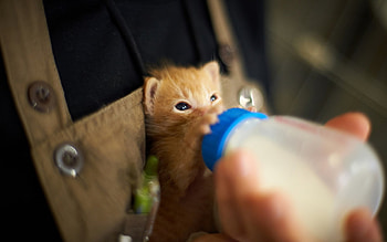 Time for my milk!, kitten, milk, kitty, animals, cats, feeding bottle, drink HD wallpaper
