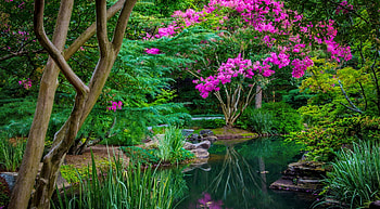 Green park, spring, lake, pond, park, garden, beautiful, grass, blooming, trees, greenery, forest HD wallpaper