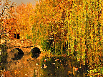 Autumn in gold, river, brigde, reflection, fall, trees, autumn, water, gold HD wallpaper