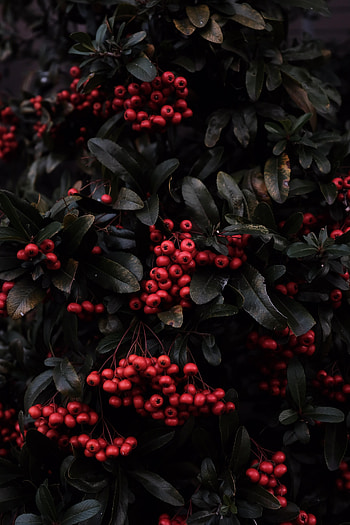 Nature, Berries, Plant, Macro, Rowan HD phone wallpaper