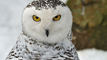 Snowy owl , Winter wonderland, Arctic beauty, Majestic creatures HD wallpaper