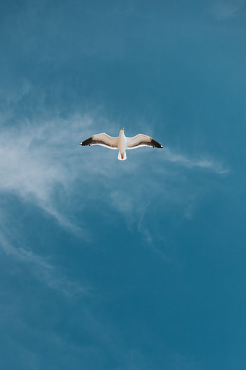 Animals, Sky, Bird, Flight, Gull, Seagull, Wings HD phone wallpaper