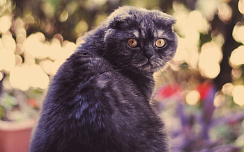 Animals, Cat, Spotted, Spotty, Look Around, Look Back HD wallpaper