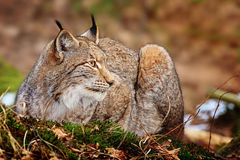 Lynx , background , Striking visuals, Perfect HD wallpaper