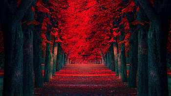 Captivating red tree, Nature's masterpiece, Majestic foliage, Eye-catching scenery HD wallpaper