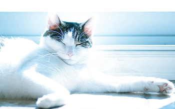Animals, Shine, Light, Cat, To Lie Down, Lie, Sight, Opinion HD wallpaper