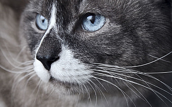 Animals, Cat, Muzzle, Close-Up, Sight, Opinion, Blue-Eyed, Blue Eyed, Observation HD wallpaper