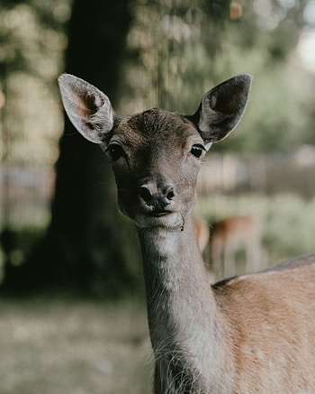 Animals, Sight, Opinion, Animal, Doe, Fallow Deer HD phone wallpaper