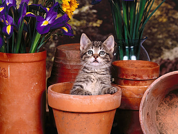 Animals, Cats HD wallpaper