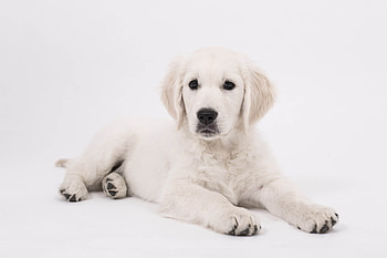 Akbash Dog, First-time dog owner, Tractive, Dog owner HD wallpaper