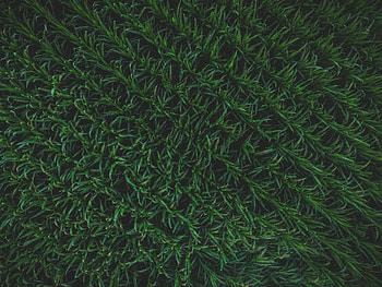 Nature, Grass, Background, Surface HD wallpaper