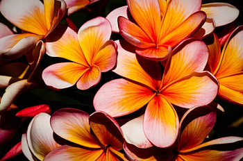 Plumeria Frangipani Tropical Flowers, plumeria, frangipani, polynesian, hawaii, tropical, exotic, hawaiian, flowers HD wallpaper