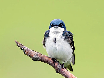 Angry Bird, cool, angry, bird HD wallpaper