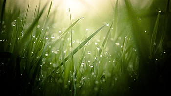 Aesthetic grass, , Serenity and simplicity, Nature's elegance HD wallpaper