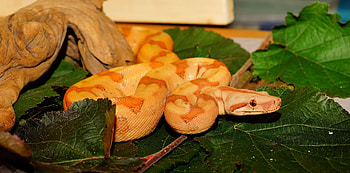 Boa Constrictor, and backgronds HD wallpaper