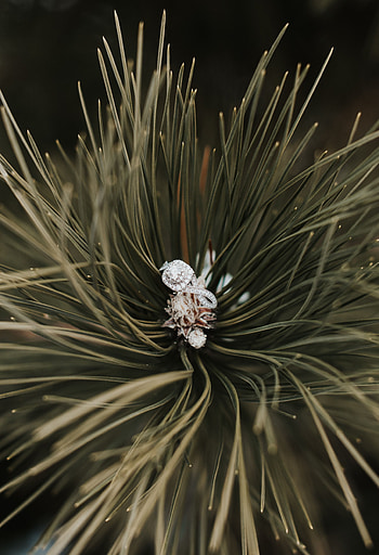 Needle, Macro, Branch, Spruce, Fir, Ring HD phone wallpaper