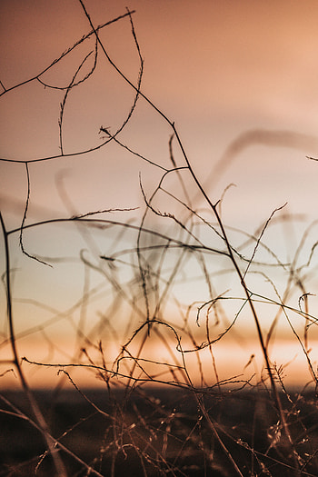Plants, Nature, Twilight, Macro, Branches, Dusk HD phone wallpaper