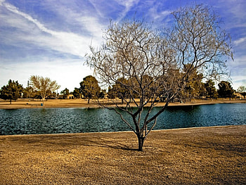 Tree in Chapparal Park, chapparal, park, tree HD wallpaper