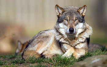 timber, white, saying, black, wolves, , wolf, canislupus, howling, wolf art, wisdom HD wallpaper