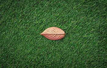 A close-up of a single brown leaf resting on lush green grass, showcasing nature's contrast. HD wallpaper
