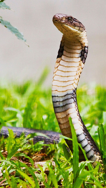 Snake, Python Snake HD phone wallpaper