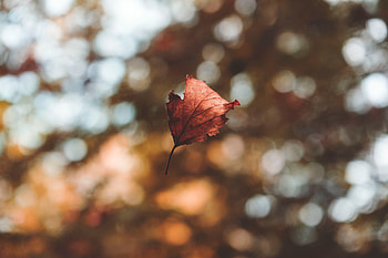 Autumn, Macro, Glare, Sheet, Leaf, Flight, Boquet, Bokeh, Fallen, Levitation HD wallpaper