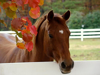 Glad to see You!, autumn, horse, tree, fence HD wallpaper