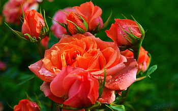 Orange roses, garden, buds, petals, blossoms, leaves HD wallpaper
