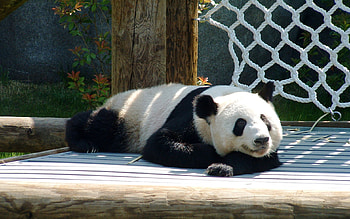 Sleeping-Panda-Bear, animal, bear, zoo, panda HD wallpaper