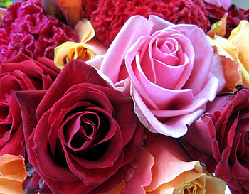 Beautiful roses, colorful, roses, colors, beauty, beautiful bouquet, pink, yellow, red, flowers, lovely HD wallpaper