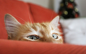Cat, kitten, sweet, kitty, cats, cute, beautiful, paws, beauty, cat face, pretty, animals, face, lovely, hat HD wallpaper