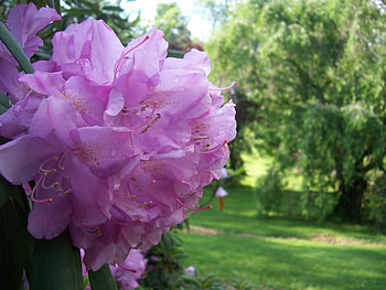 Purple flower, purple, flower, garden, grass, tree HD wallpaper