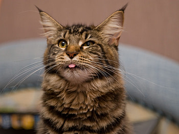 Animals, Cat, Fluffy, Wool, Maine Coon, Maine HD wallpaper