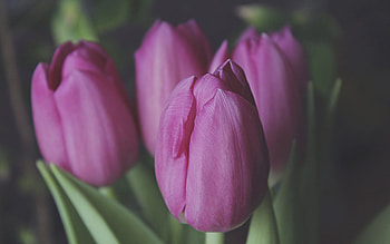 purple tulips, spring flowers, tulips, background with tulips, spring HD wallpaper