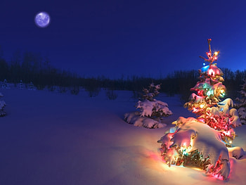 Holidays, New Year, Snow, Fir-Trees HD wallpaper