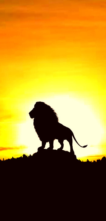 Lion king, alone, animal, attitude, wildlife HD phone wallpaper
