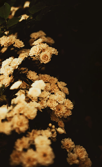 Flowers, Flower, Plant, Bloom, Flowering, Decorative, Rose Banks HD phone wallpaper