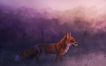 Misty Red Fox , fox, animals, deviantart HD wallpaper