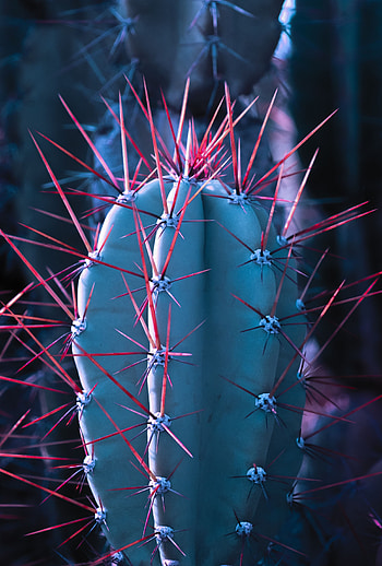 Needle, Macro, Cactus, Thorns, Prickles, Succulent HD phone wallpaper