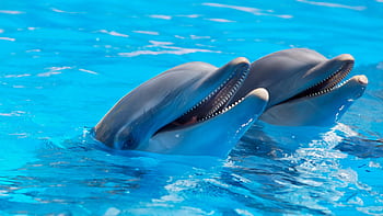 Two bottlenose dolphins enjoying a swim in clear blue waters. HD wallpaper