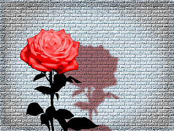 Red rose, rose, nature, flower HD wallpaper