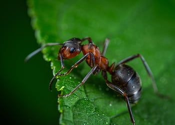Detailed macro graph showing an ant on a vibrant green leaf. HD wallpaper