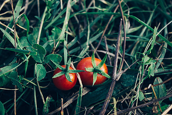 Food, Grass, Vegetables, Tomatoes HD wallpaper