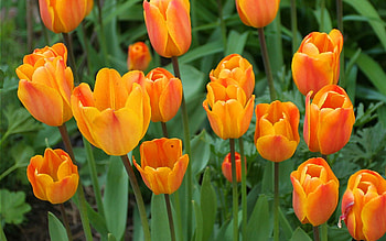 Flowers 4 Carmenmbonilla, bautiful, orange, pretty, nice HD wallpaper