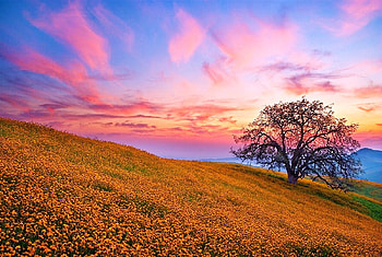 Morning wildflowers, gold wildflowers, pink and gold, hills, field, clouds, sky, tree HD wallpaper
