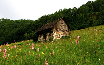 LITTLE HOUSE down THE HILL, field, blossoms, house, grass, small, forest HD wallpaper